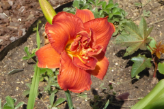 2022-06-29-Gaart-01_rs