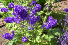 2022-06-29-Gaart-04_rs