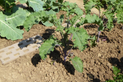 2022-06-29-Gaart-07_rs