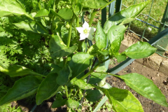 2022-06-29-Gaart-09_rs