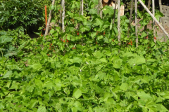 2022-06-29-Gaart-11_rs