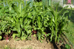 2022-07-04-Gaard-04_rs