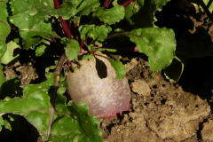 2022-07-04-Gaard-05_rs