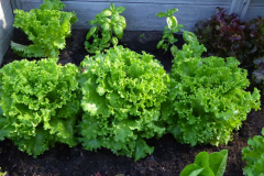 2022-07-04-Gaard-06_rs