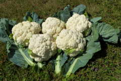 2022-07-04-Gaard-07_rs