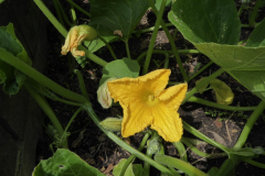 2022-07-04-Gaard-08_rs