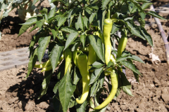 2022-08-12-Gaart-01_rs