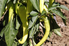 2022-08-12-Gaart-02_rs