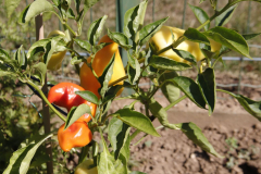 2022-08-12-Gaart-03_rs