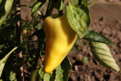 2022-08-12-Gaart-04_rs