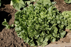 2022-08-12-Gaart-05_rs