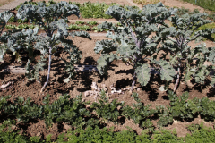 2022-08-12-Gaart-06_rs