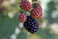 2022-08-12-Gaart-08_rs